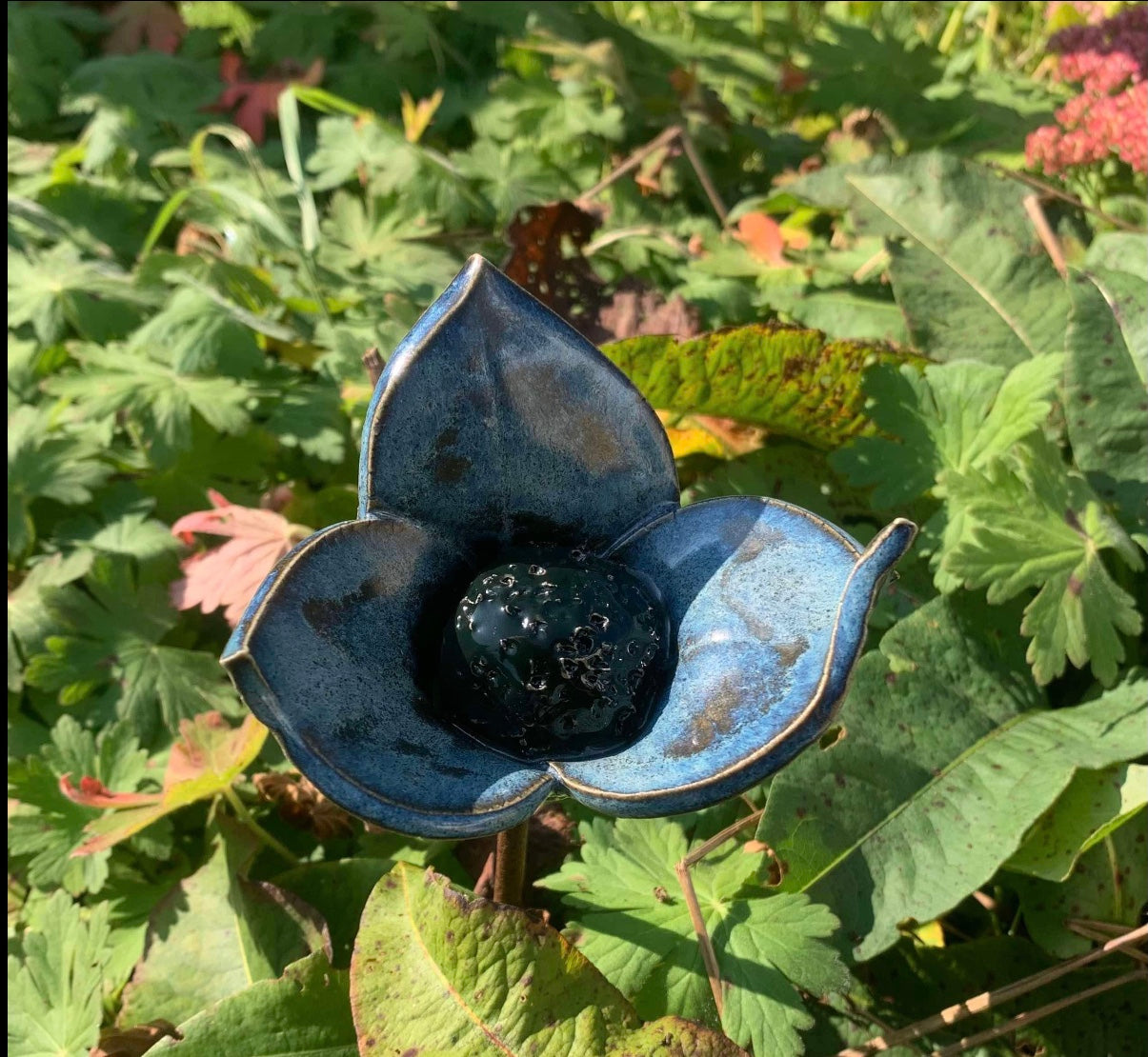 Velourbå blomst til haven